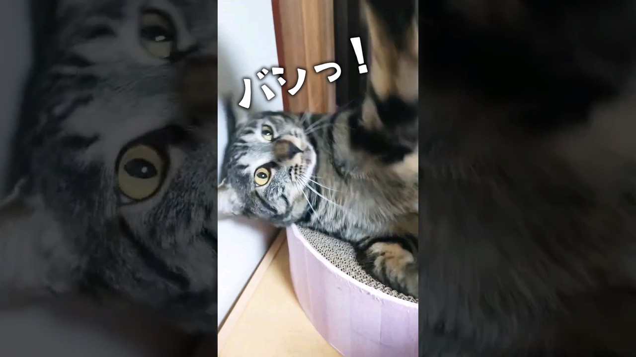 触られたくない時は猫パンチ