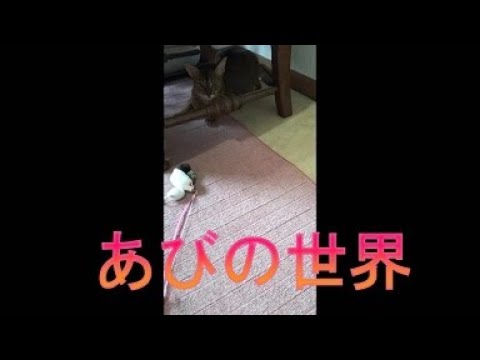 ネコ動画あび＃4099 　あびの毎日　アビシニアン　あび
