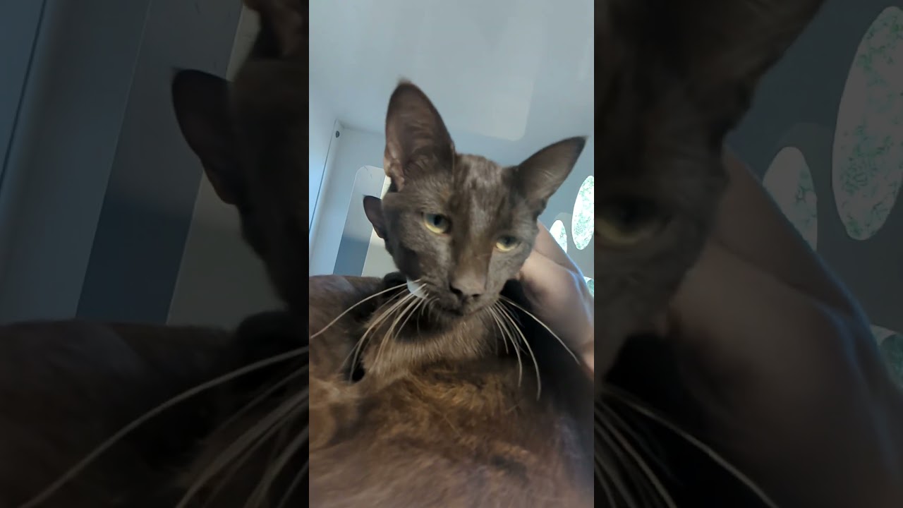 2 more chocolate cats