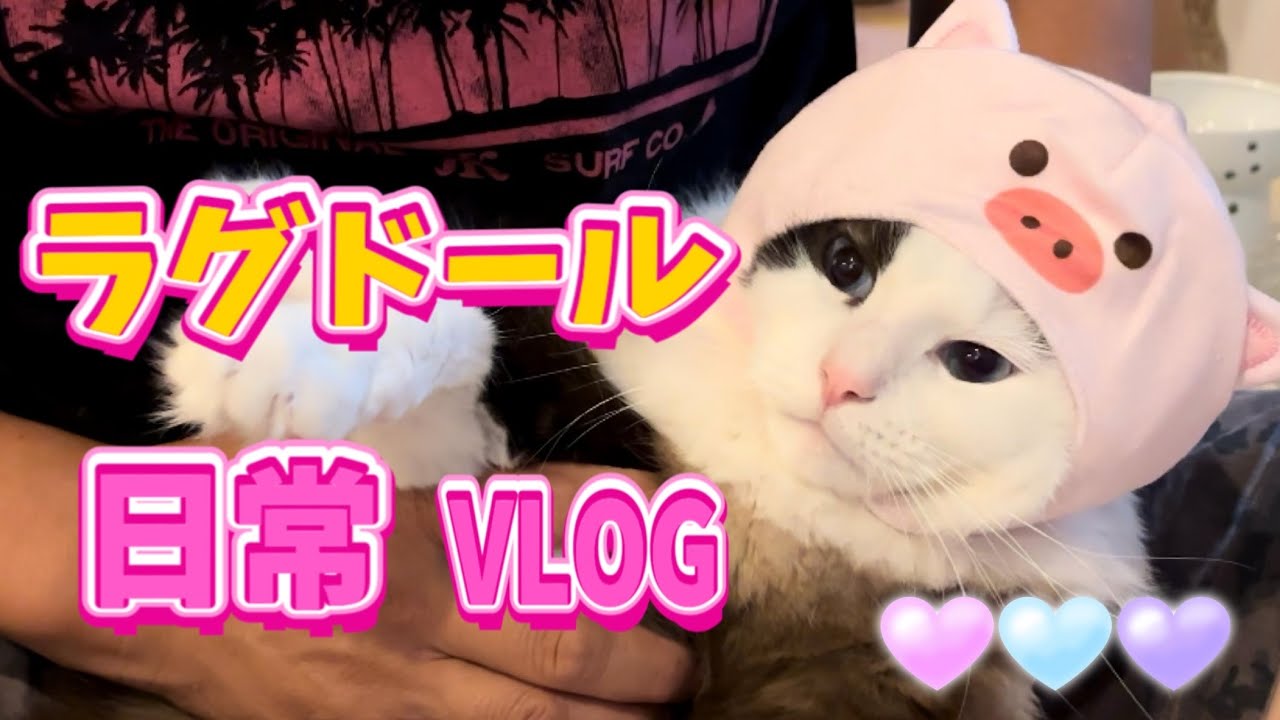 【自由奔放な猫】トラブルメーカーなラグドールは今日も今日とて我が道を進む😈