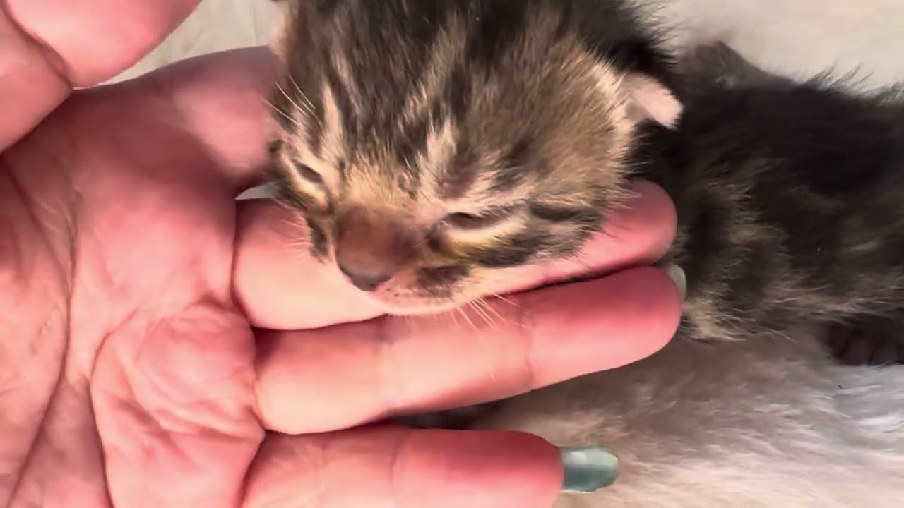 生後2週間のベンガルの子猫 Bengal Kitten MF-Purple【AngelRoseBengals】2024/8/16生オス