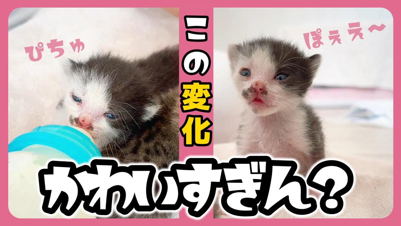 子猫が必死に眠気と戦う姿が「おぶす」だけどかわいすぎる「カクゥーン」ミルクは飲み過ぎは眠くなる【保護猫生活6日目】