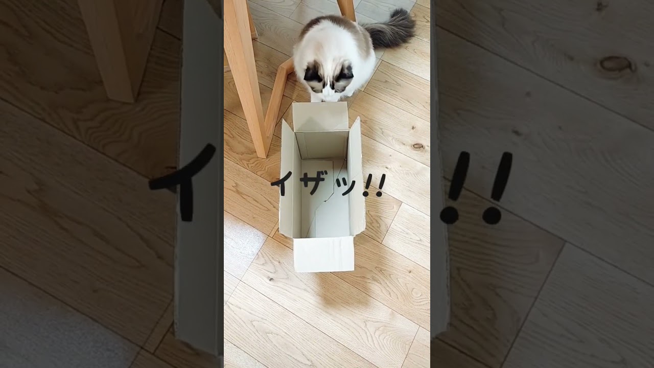 ラグドールの大ジャンプ⁉️ #challenge #ラグドール #猫 #猫のジャンプ #cat #ragdoll #猫のいる暮らし #愛猫 #おっとり