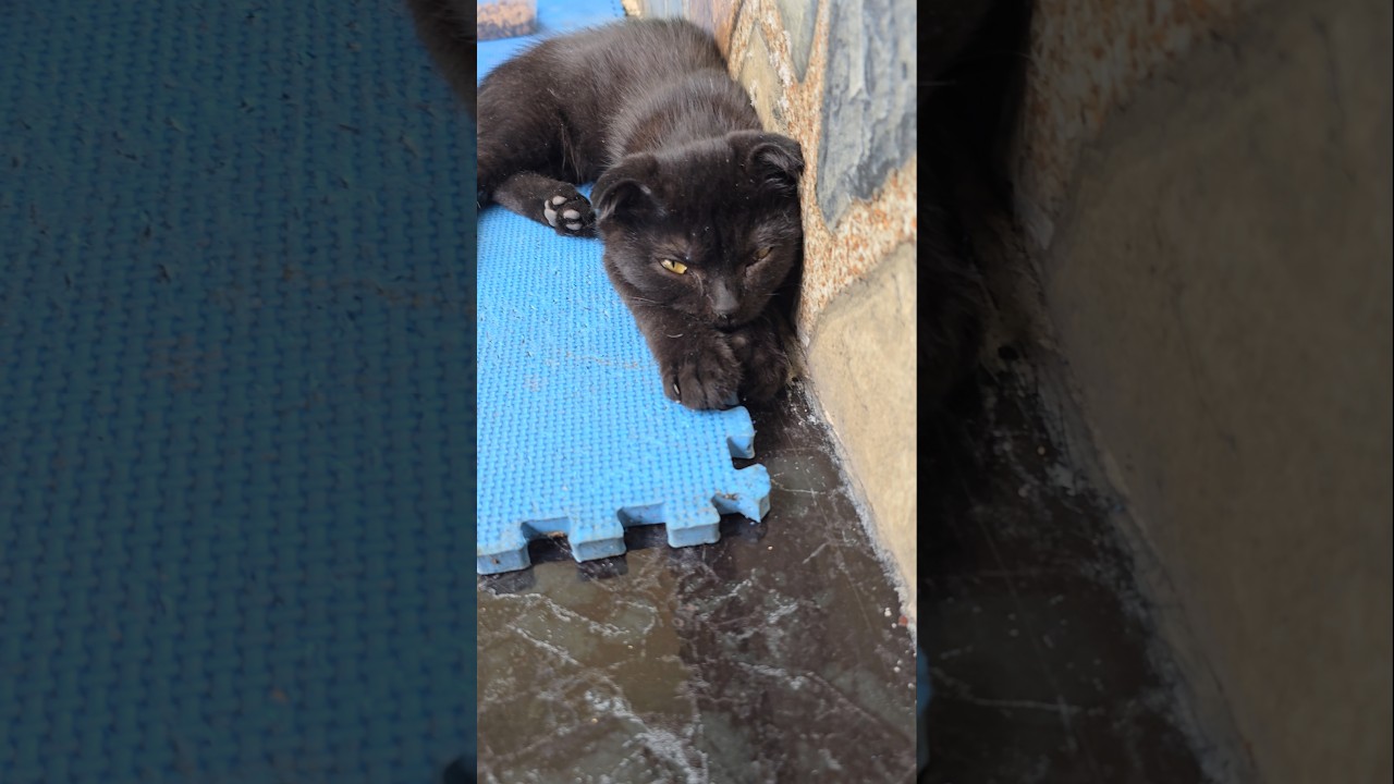 My New Kittens , they are beautiful #cat #funny #kitten #kucing