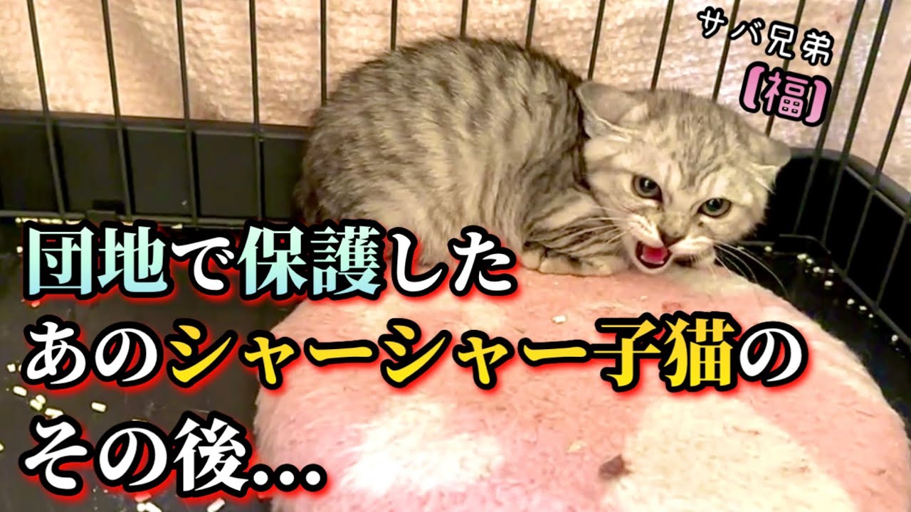 ビビりまくっていたシャーシャー子猫は今…