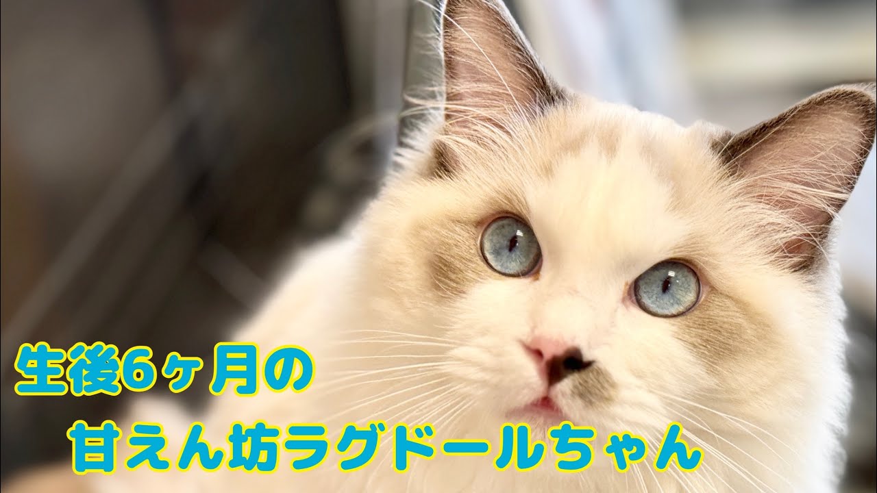 2024.09.07 まったりと毛繕い中のラグドールちゃん♡