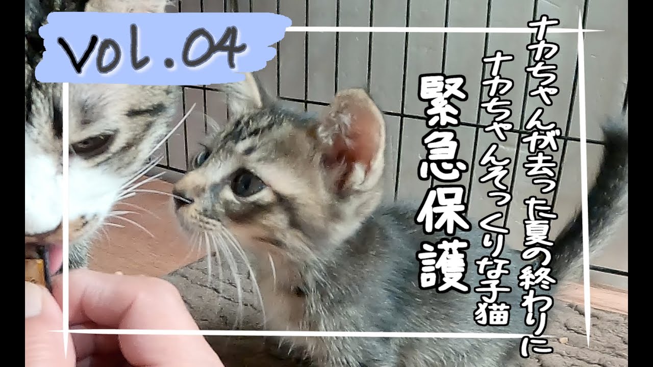 残暑厳しい夏、生後１ヶ月くらいの子猫を緊急保護しました🐈️Vol 04🐈️#保護猫 #cat #kitten