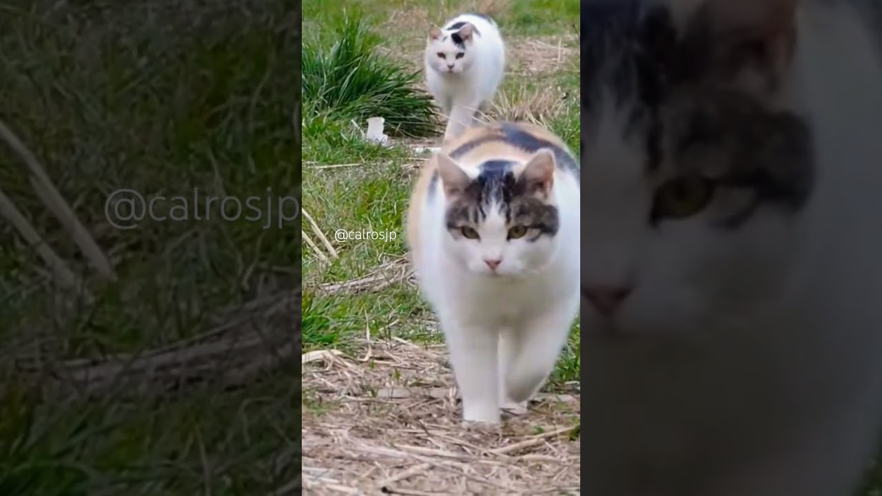野良猫親子がついて来る。 #cat #japanesecat #animals #日本の猫にゃん #catlover #日本猫 #cute #猫 #catcute #catlover