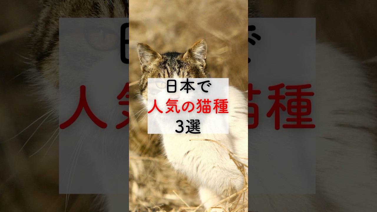 日本で人気の猫種3選