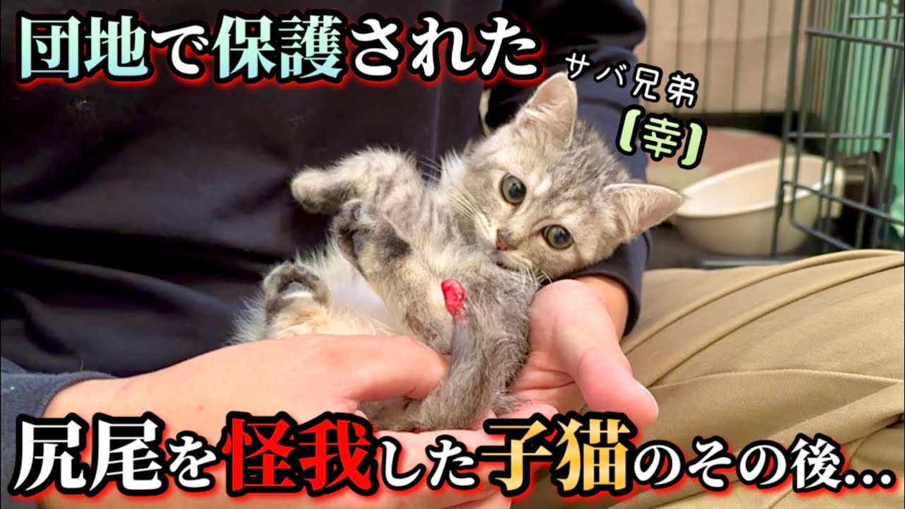 尻尾が真っ赤っ赤だった子猫は今…