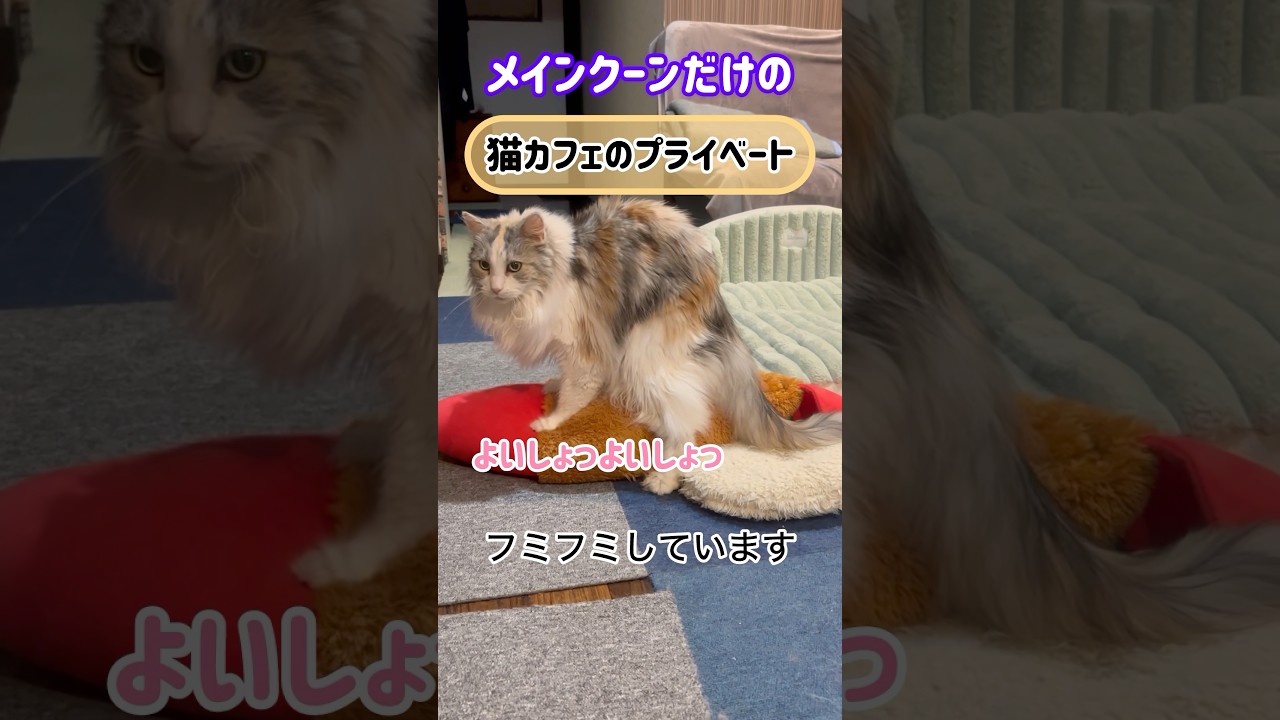 メインクーンだけの【猫カフェのプライベート】#cat #cooncat #もふ#こは君