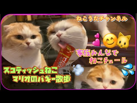 スコティッシュねこ🐱のマリオ一家､暑いから､家🏠で、チュールを､食べました❤️