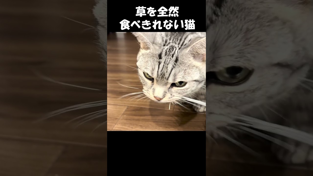 草を全然食べきれない猫　#猫 #ねこ #マンチカン #短足マンチカン#ねこのいる生活  #cat #munchkin #shorts #short