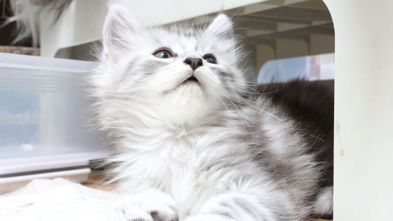 生後46日シルバーのメインクーン子猫ボブ君