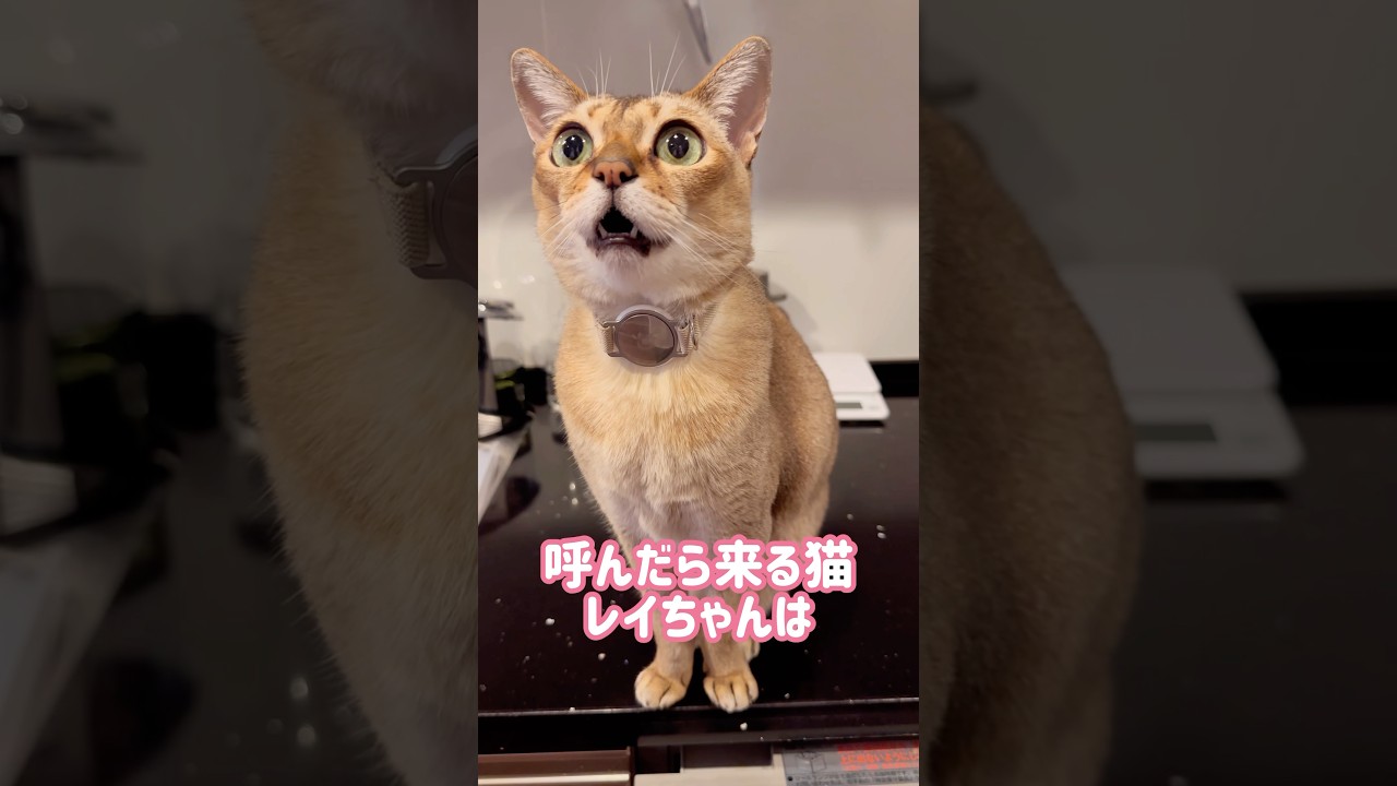 おやつを催促するレイちゃん #シンガプーラ #cat #shorts