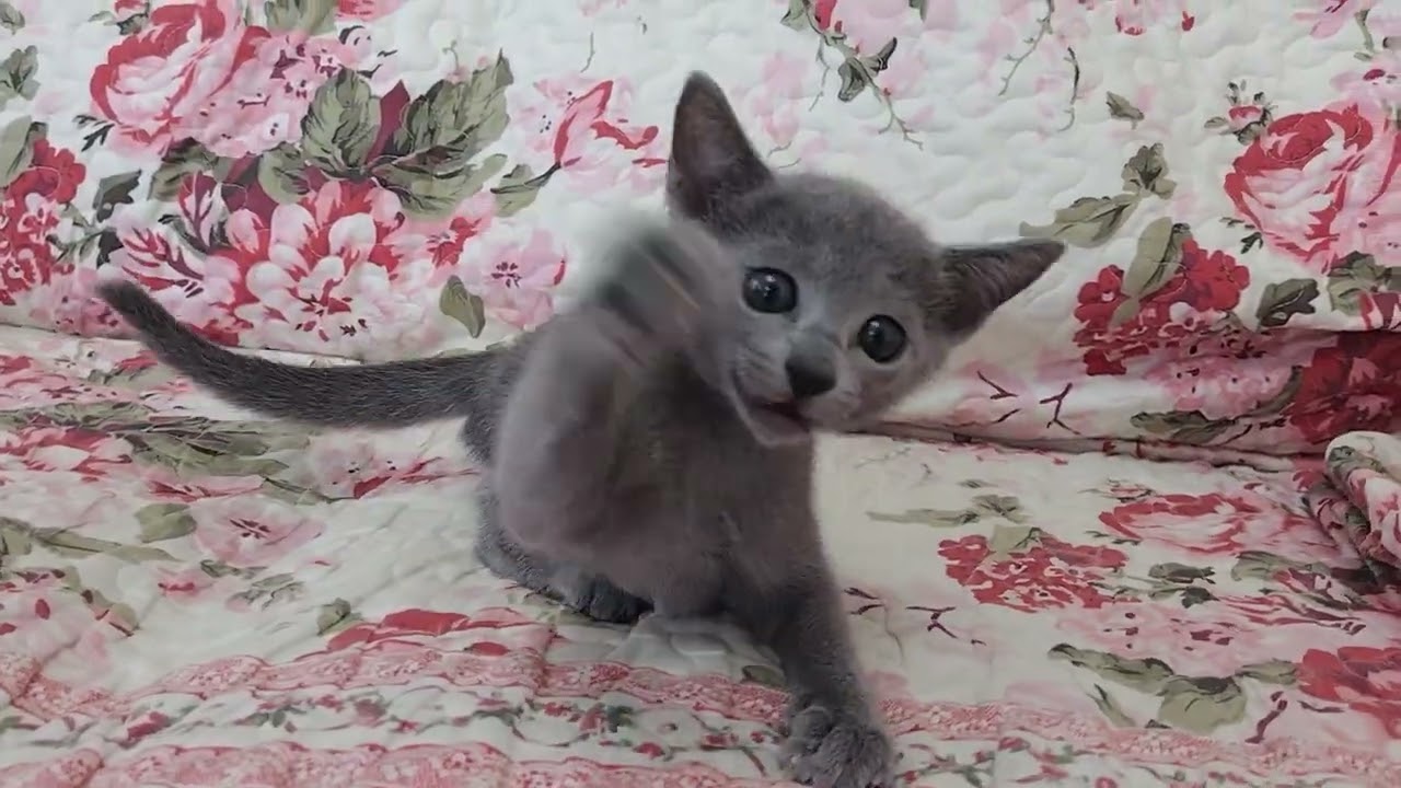 ロシアンブルー 甘えんぼ　おっとり系男の子