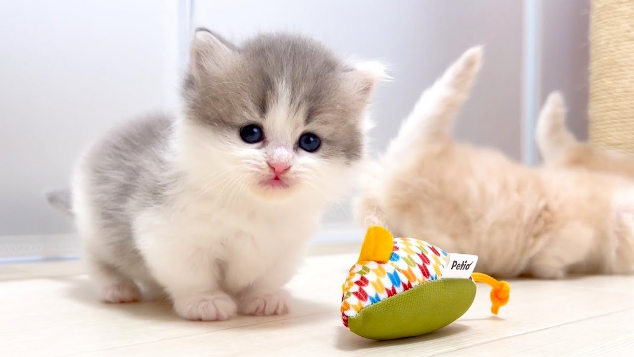 【マンチカンの子猫】ママと一緒にネズミ遊びに興味津々な件 ～猫のいる生活Vol.1012～出産動画 マンチカン短足・ミヌエット・ペルシャ猫専門ブリーダー『ペット蔵人』【子猫の成長記録】