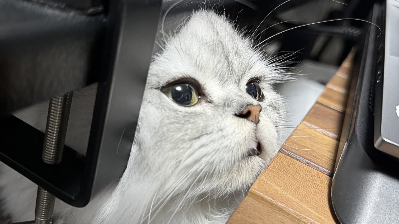 【ペルシャ猫】机の下で主の仕事を見守ってくれてると思ったら…