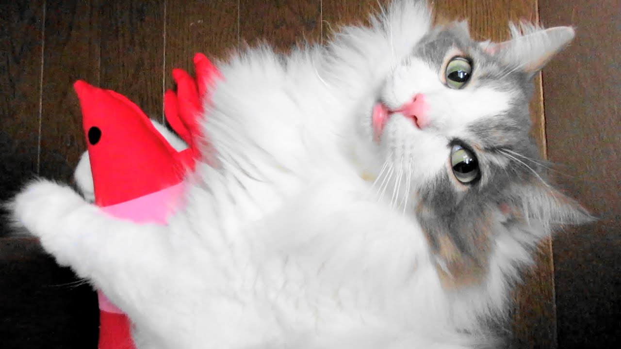 目指せモモ20歳～スマートウォッチ（シャオミスマートバンド9）＆猫の人気グッズと言ったらエビ🦐蹴りぐるみ購入の巻😻【オマケ】月見バーガー🍔🌕～