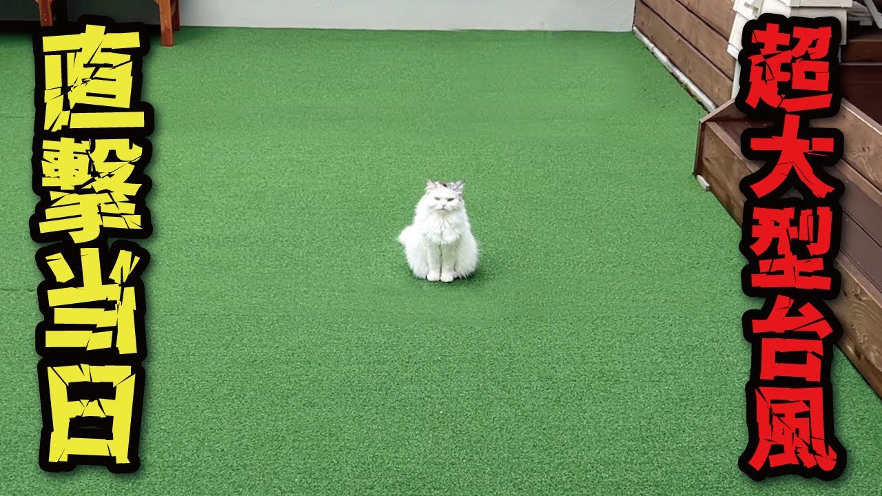 数十年に一度と言われた台風が直撃した当日の猫たちの様子【関西弁でしゃべる猫】【猫アテレコ】