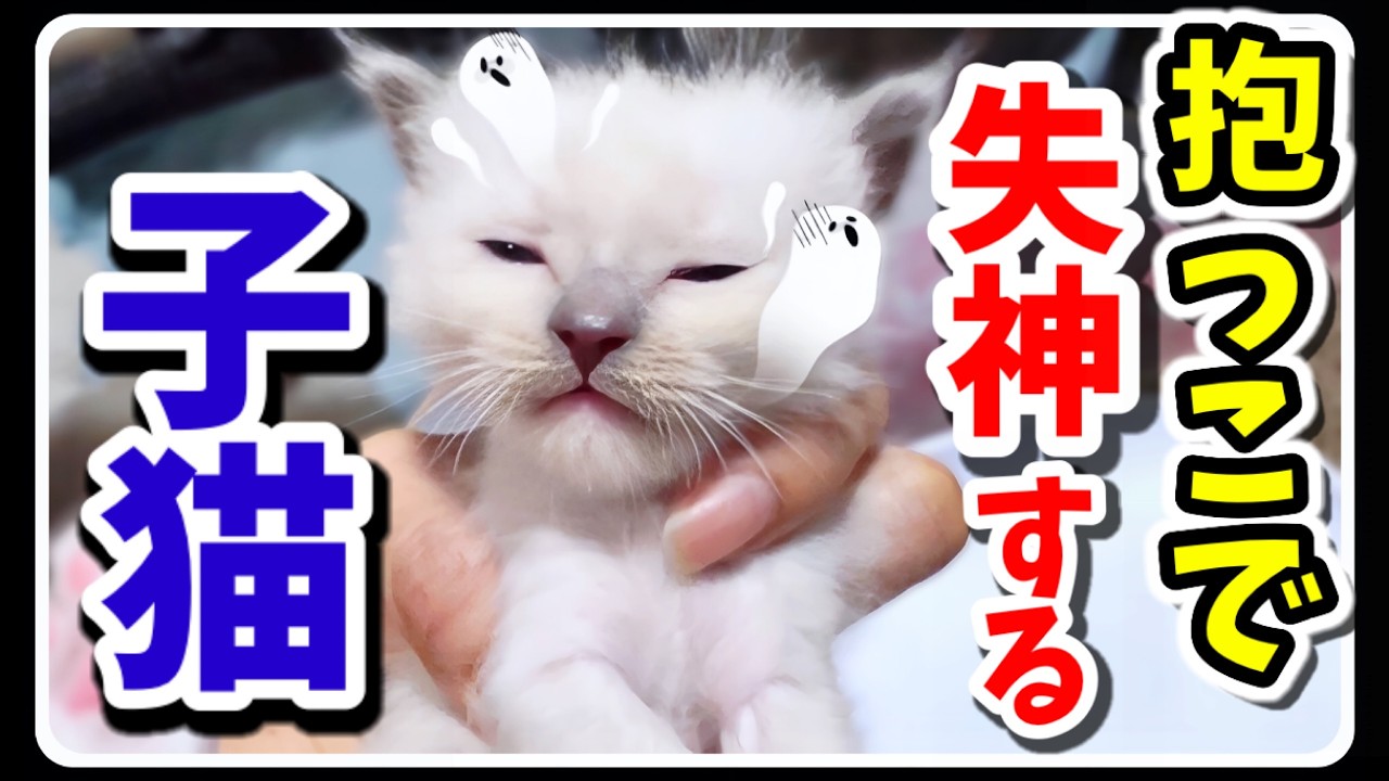 【生後29日目】これがラグドール⁈抱っこすると失神する子猫がかわいすぎるww #猫 #ラグドール #子猫