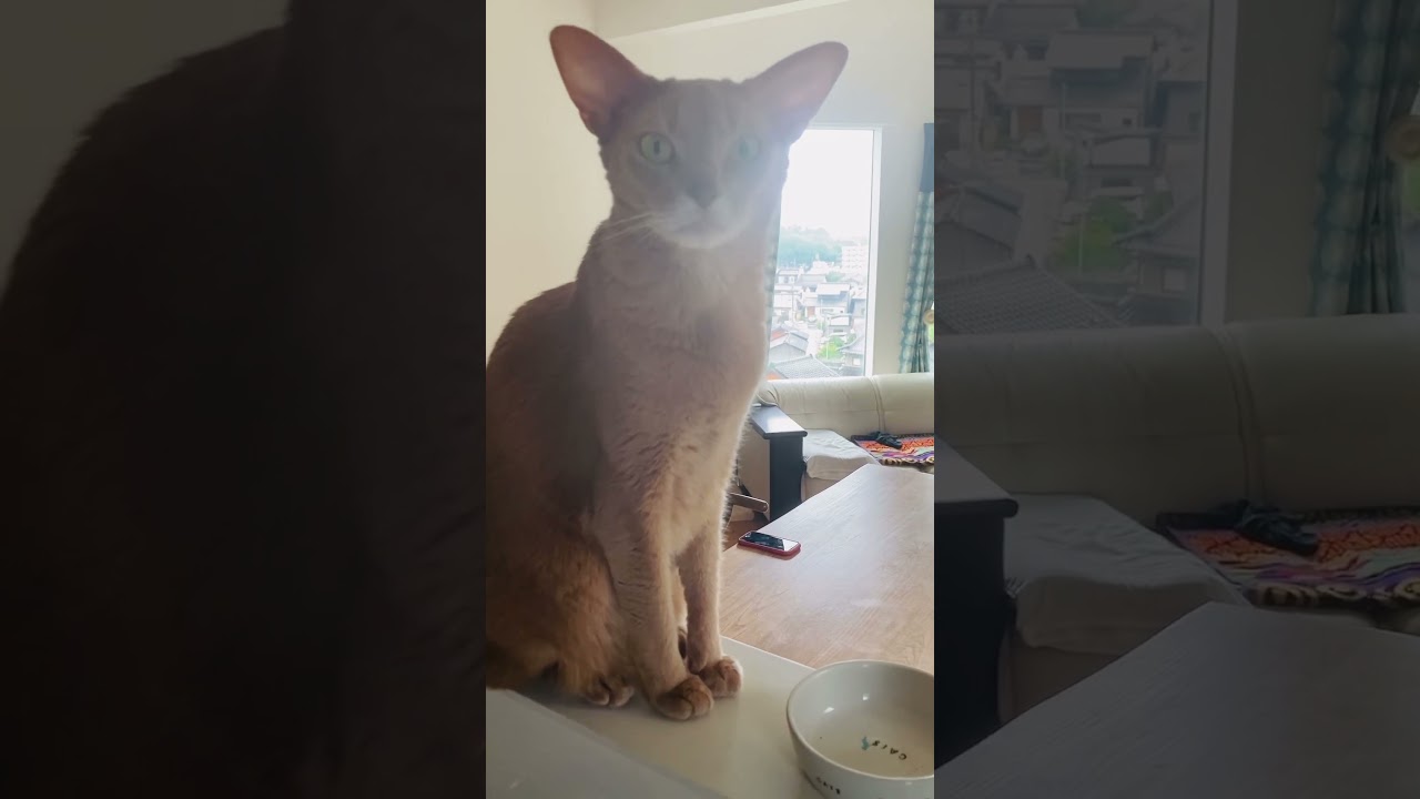 いぶりんのちょーだい#猫#いぶりん#アビシニアン#フォーン#amazon#eat#cat#abyssinian#fawn#beautiful