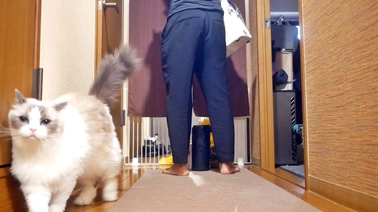 独身男性に付きまとう甘えん坊ラグドール