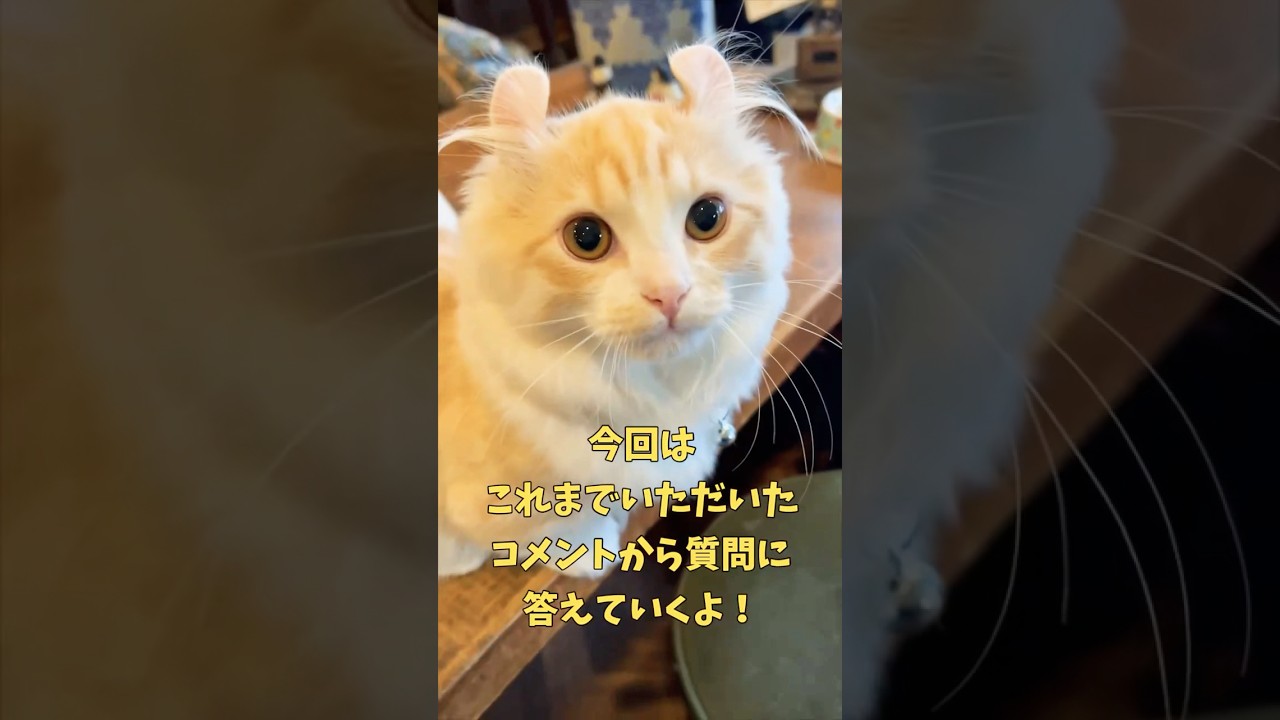 【キンカロー】よく聞かれることに答えます！【マンチカール】