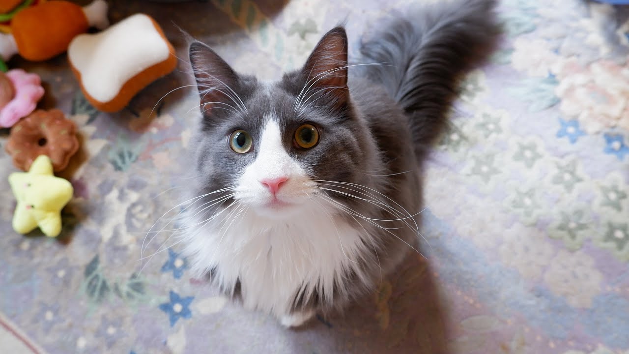 【お引越し】初めてのお家でも怖いもの知らず！ターキッシュアンゴラのアル