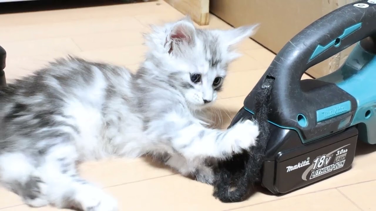 生後46日シルバーのメインクーン子猫ボブ君