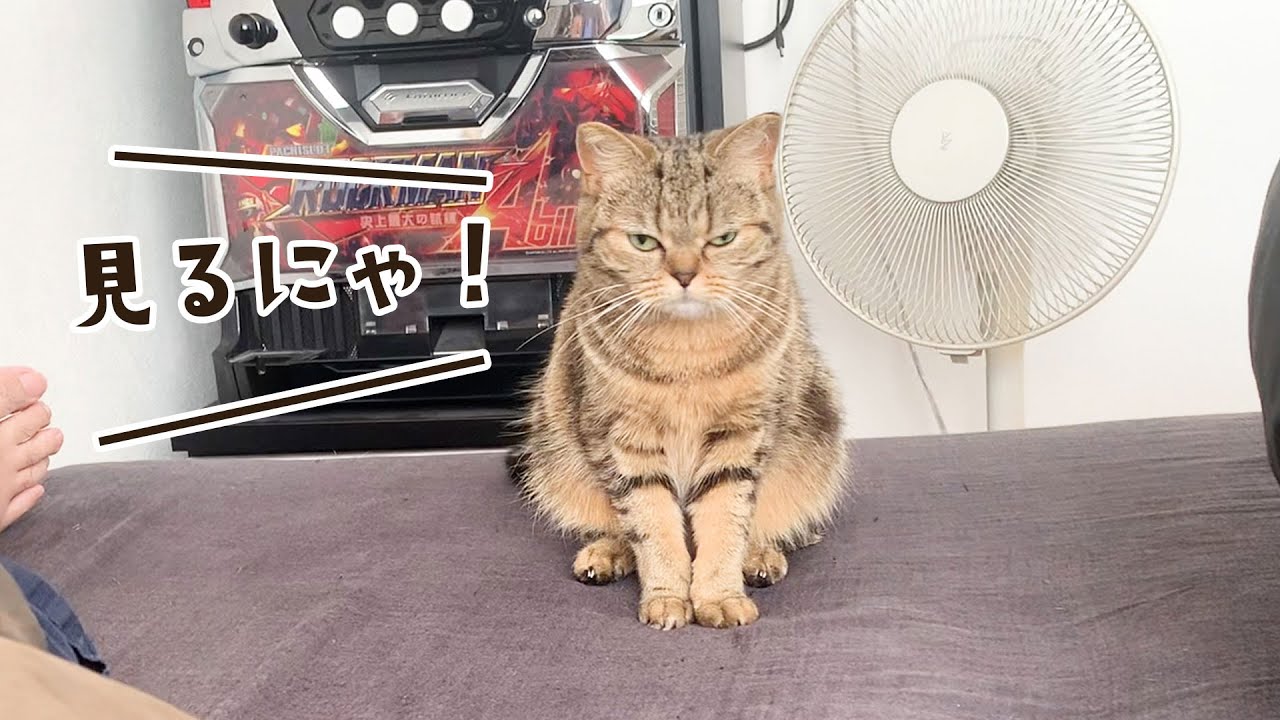 ど正面から見る猫のお尻歩きが超絶かわいい件についてｗｗｗ #354【生後1年と56日目 スコティッシュフォールド】