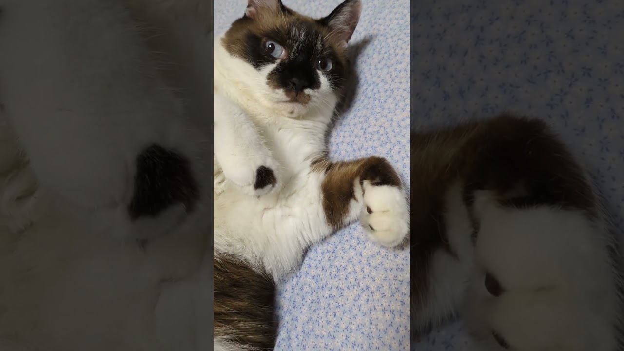 「眠り猫」の　そらくん#shortsyoutube #スノーシュー #ラグドール