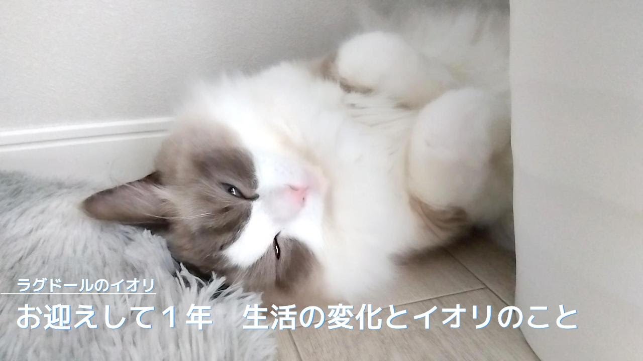 【ラグドール】お迎えして１年　生活の変化とイオリのこと