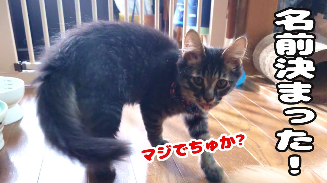 子猫の名前が決まりました！これからよろしくね！【スコティッシュフォールド＆保護猫】