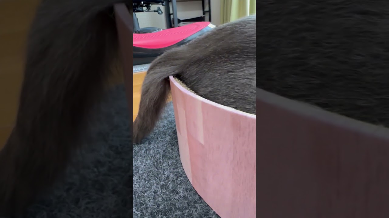 【猫ロシアンブルー】そらちゃん の長い尻尾がダラ〜ン❤️#shorts