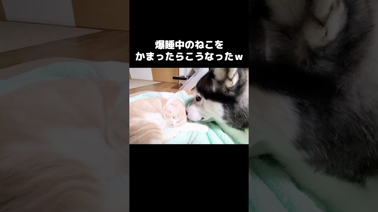 爆睡してる猫をかまった結果こうなった...笑#shorts