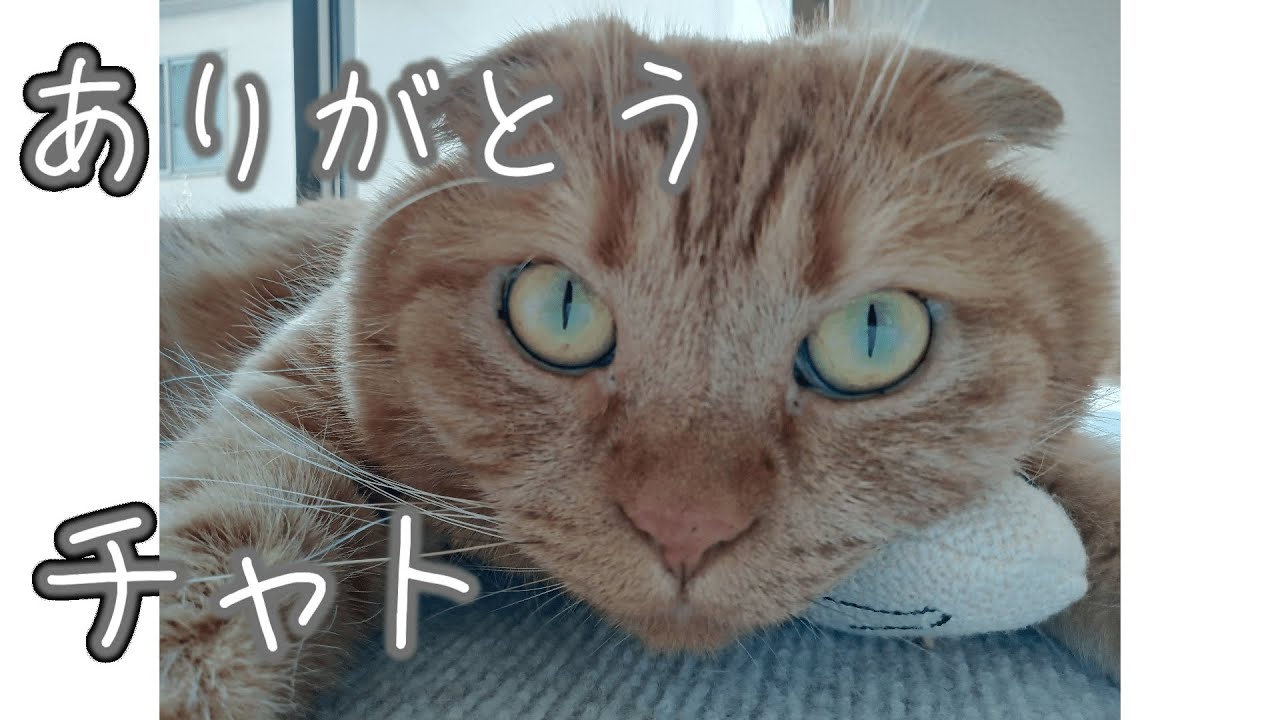【ご報告】我が家の愛猫チャトについて…【スコティッシュフォールド】
