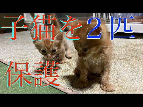 ‼️‼️子猫を保護しました　新しい家族です‼️‼️😊😊😊　茶トラ猫😊