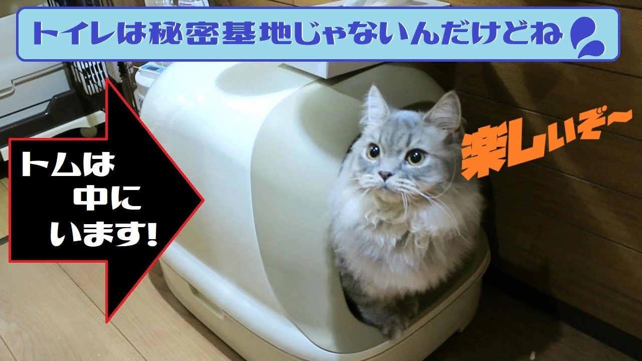 トイレは秘密基地じゃないんだけどね💦#猫動画#スコティッシュフォールドお迎えから107日目