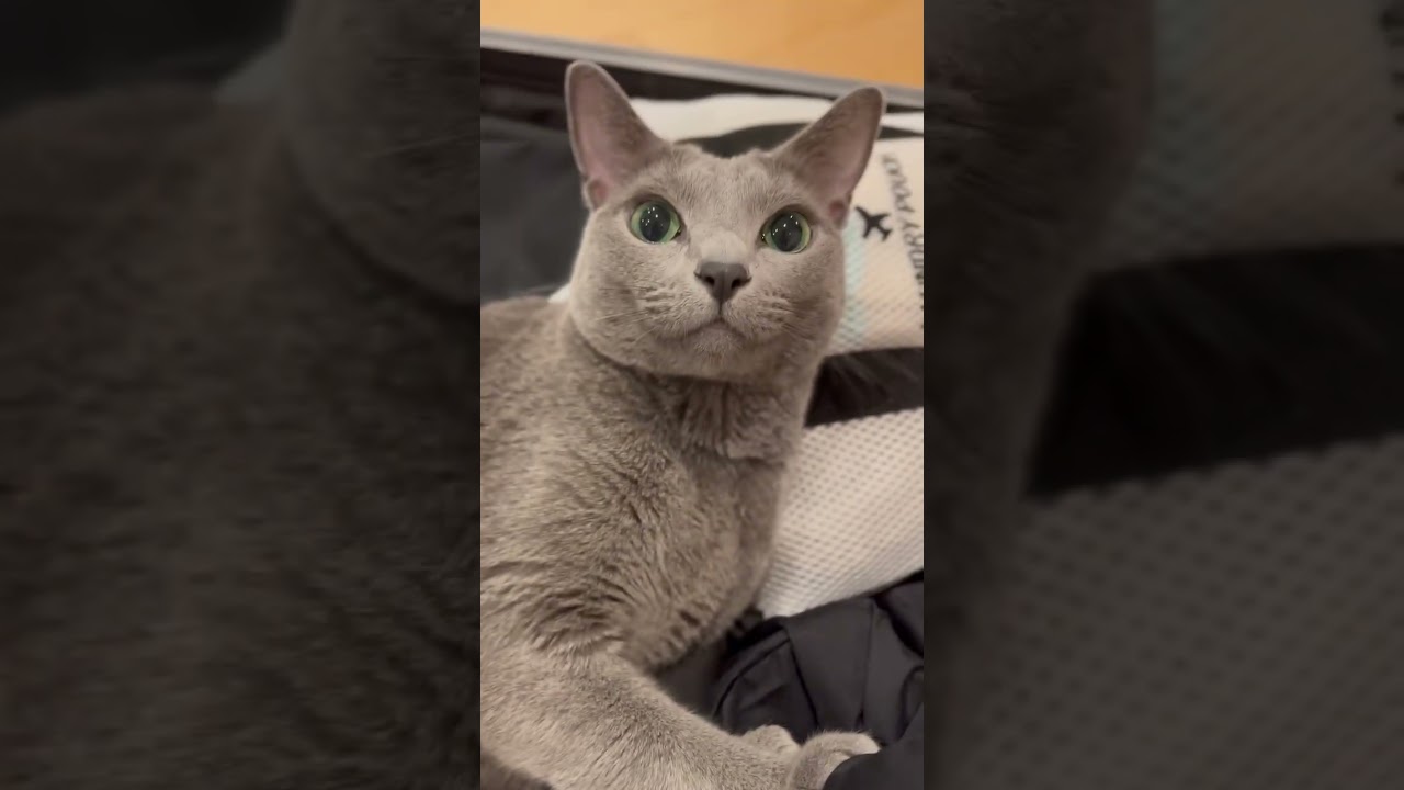 Suitcase 03 #cat #kitte #kitten #katten #cute #kittan #cuteanimal #catlover #cutecat