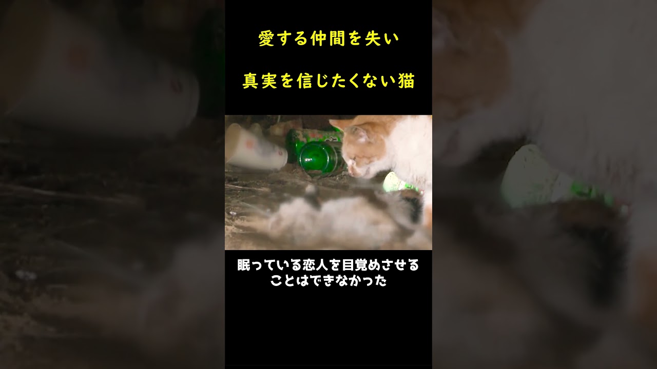 愛する妻を失い、寄り添って離れない猫！！😿