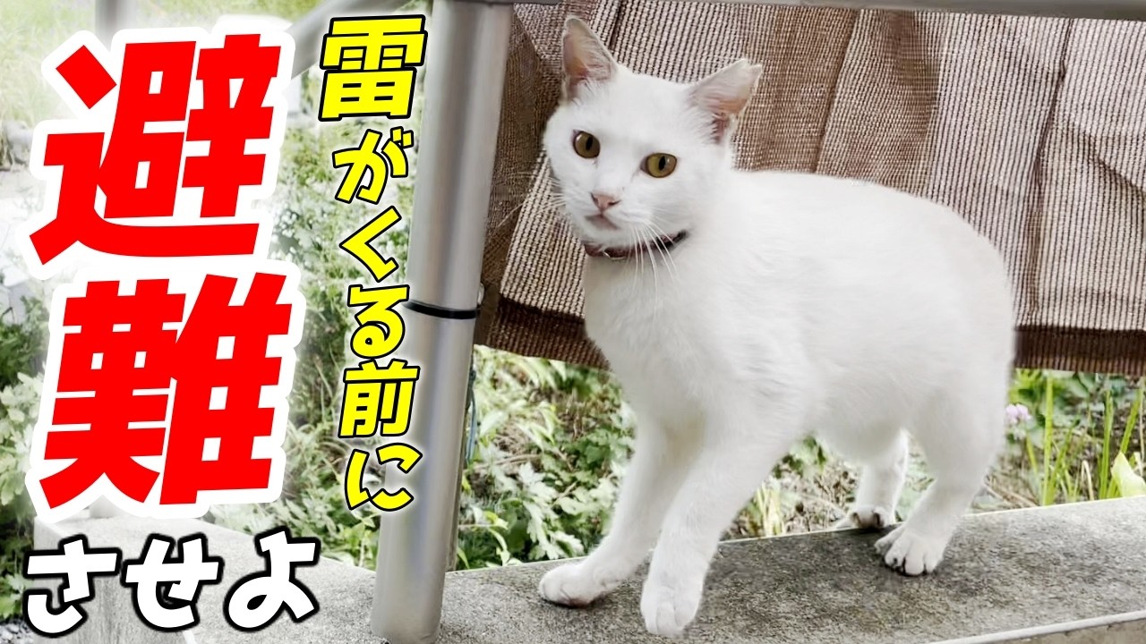 雷が鳴る前に庭子猫ちゃんを家の中に避難させよ！[三毛母猫の子猫]