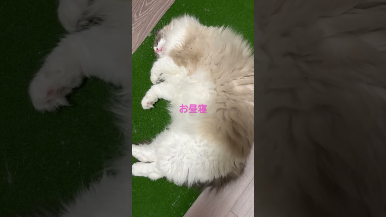 【ラグドール】お昼寝してないんかい#猫のいる暮らし #猫 #ハチワレ #ネコ #cat #ragdoll #shorts