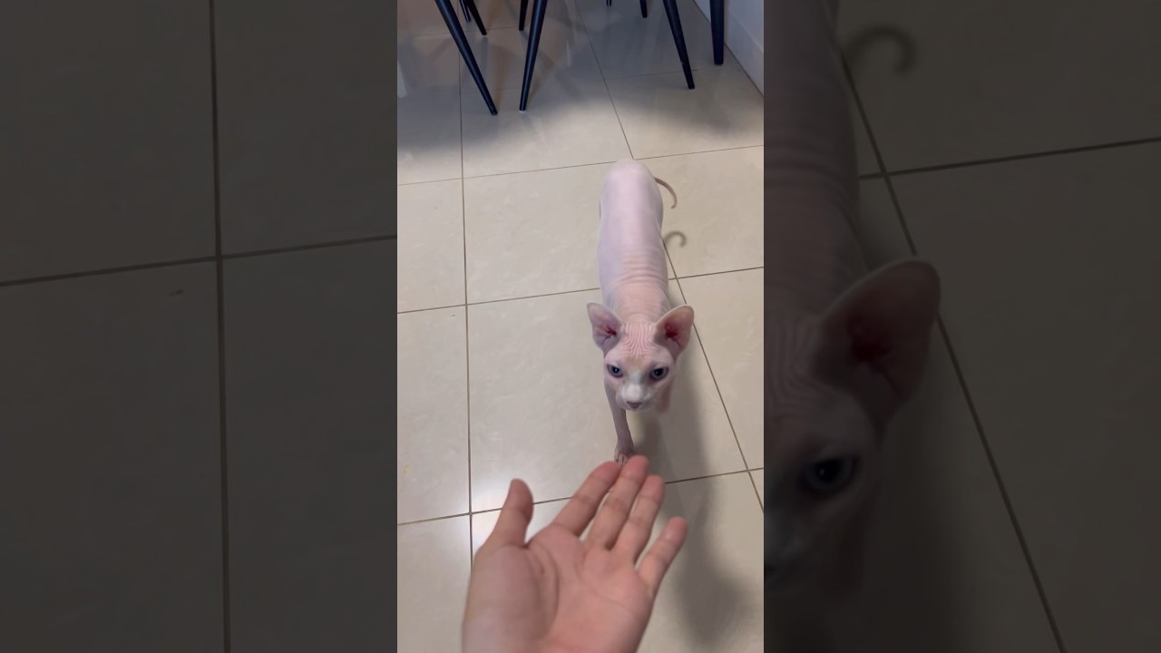 ごはんという言葉に反応する毛のない猫たち【スフィンクス猫】