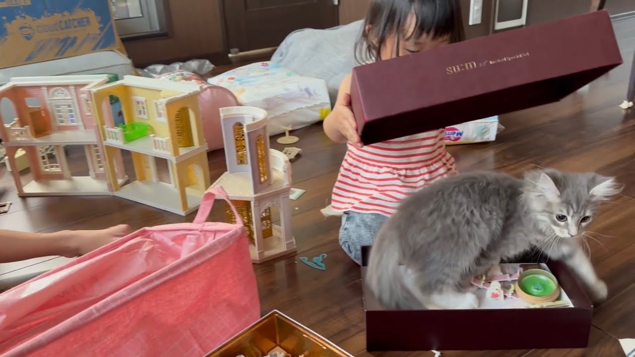 遊びに誘う猫　サイベリアンA cat inviting you to play. Siberian