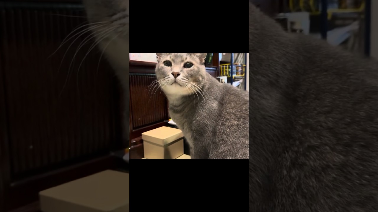 朝ごはんのおかわりを入れると..  思っていたものではなかったようで..  暫くこっちを観て驚いた顔をする猫…  #cat #保護猫 #ねこ #猫のいる暮らし ＃風の猫＃さっちゃん