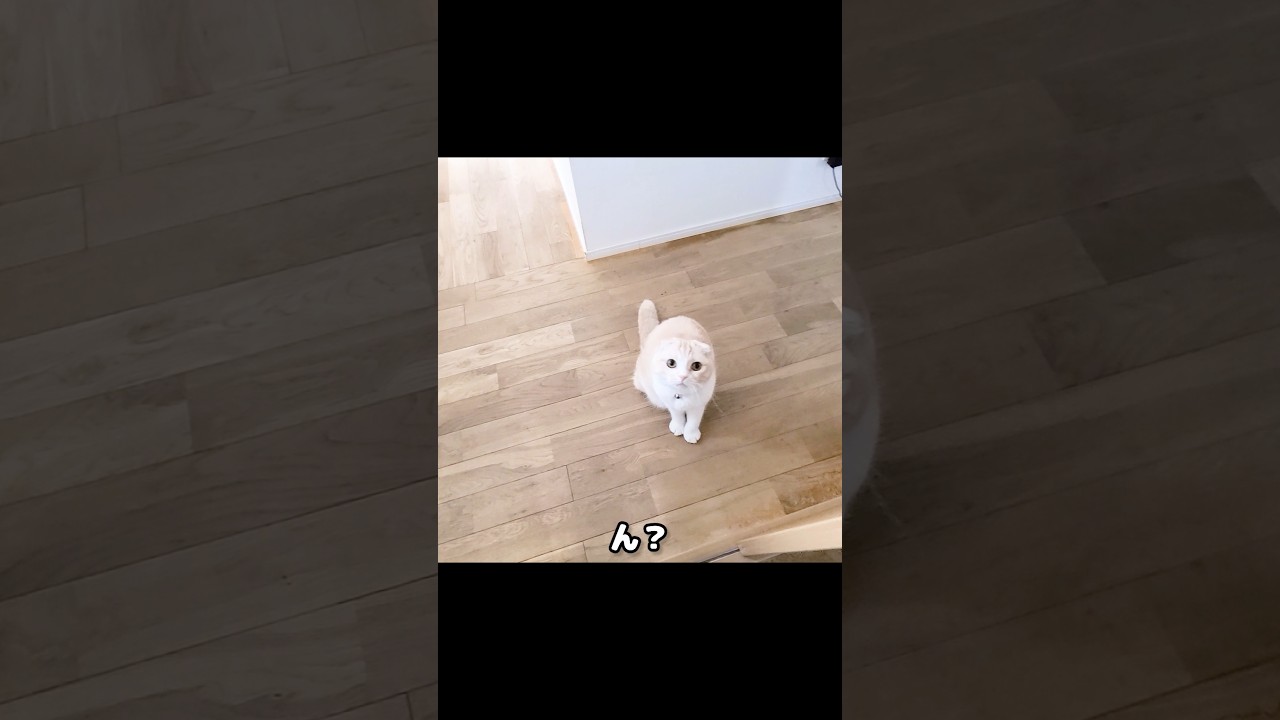 猫がついて行くと...#shorts