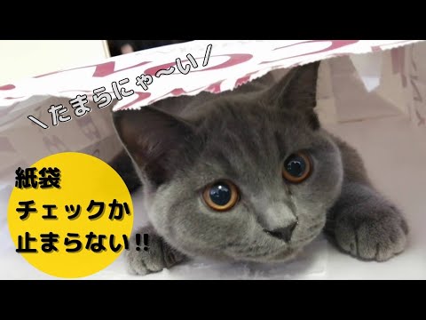 【生後5ヶ月】子猫は紙袋に首ったけ【ブリティッシュショートヘア】