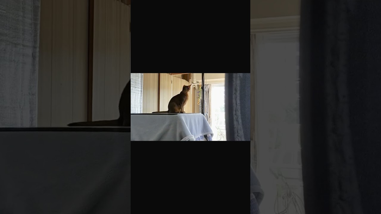 ネコ動画あび＃1389　あびの毎日　アビシニアン　あび