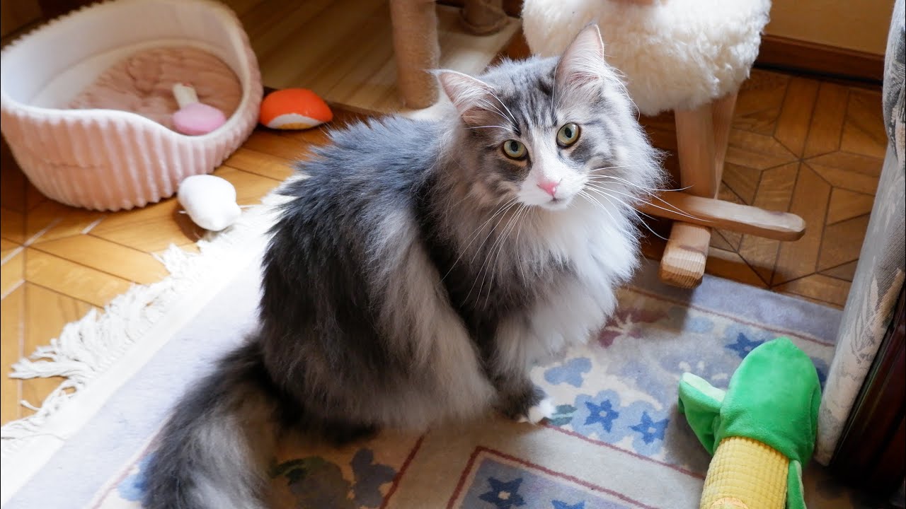 【お引越し】ビビりながらも探検する、ノルウェージャンフォレストキャットのキキ